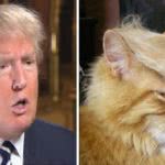 το μαλλί του Ντόναλντ Τραμπ μοιάζει με της γάτας