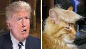 το μαλλί του Ντόναλντ Τραμπ μοιάζει με της γάτας