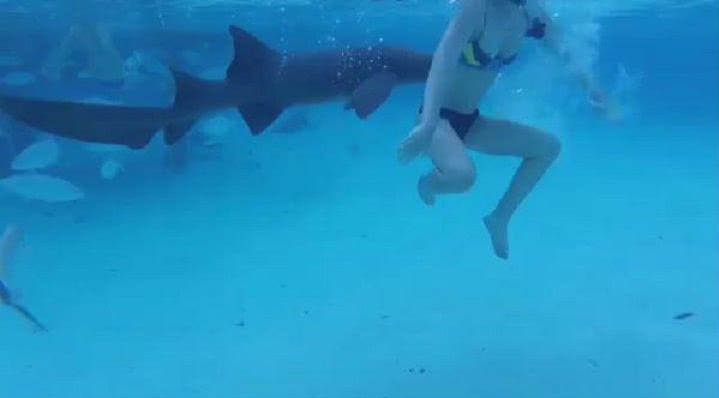 κοπέλα με καρχαρία