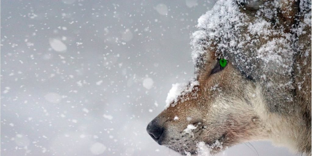 σκυλί σε χιόνια