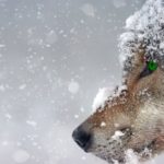 σκυλί σε χιόνια