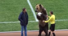 αρκούδα στο γήπεδο