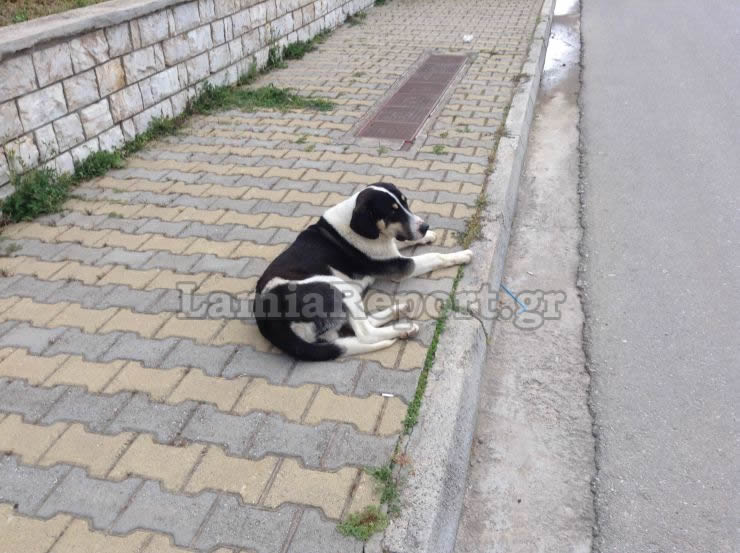 ο ρίκο