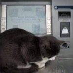 γάτα σε atm τράπεζας