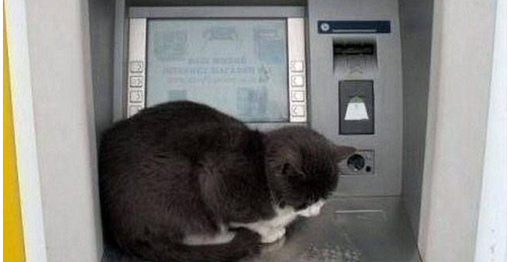 γάτα σε atm τράπεζας