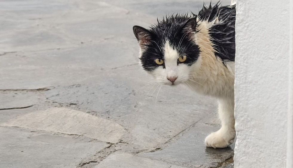 ÎÏÎ¿ÏÎ­Î»ÎµÏÎ¼Î± ÎµÎ¹ÎºÏÎ½Î±Ï Î³Î¹Î± Î³Î±ÏÎ¿ÏÎ»Î±+Î²ÏÎ¿ÏÎ®