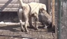 Σκυλίτσα υιοθέτησε νεογέννητη λεοπάρδαλη για να μην τη φάει η μαμά της – News.gr