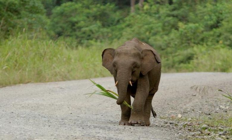 Σκότωσαν σπάνιο ελέφαντα επειδή κατέστρεψε τα χωράφια τους – News.gr