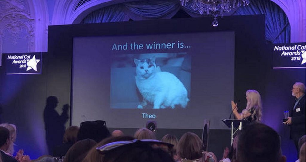 βραβείο σε γάτο