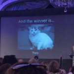 βραβείο σε γάτο