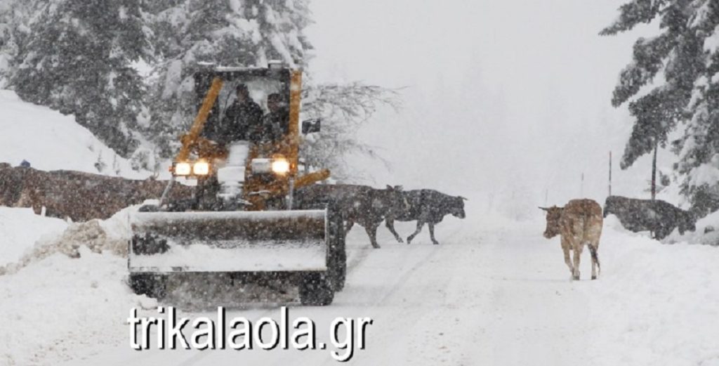 αγελάδες στα χιόνια