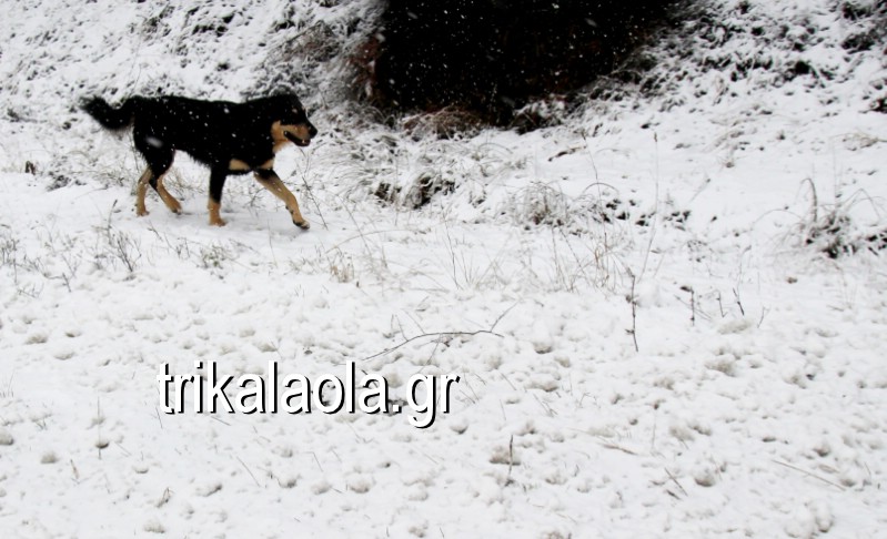 σκύλος, χειμώνας