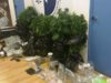 Εξάρχεια: Καλλιεργούσαν δενδρύλλια κάνναβης σε διαμέρισμα