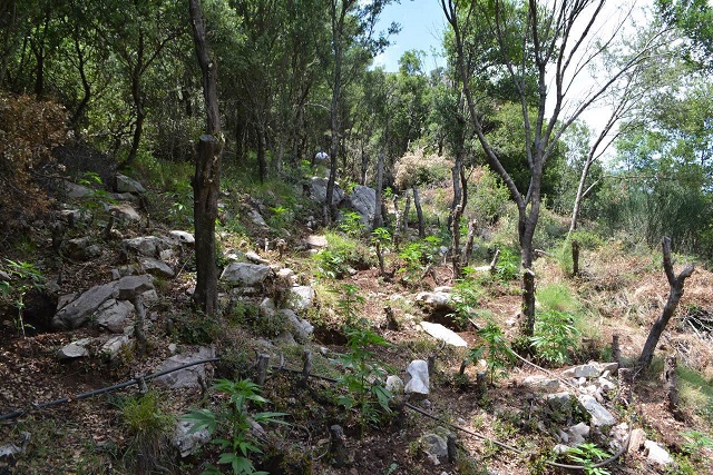 τα δενδρύλλια ήταν περίπου ένα μέτρο