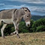 πρόστιμο για δέσιμο σε γαϊδουράκι στο βόλο