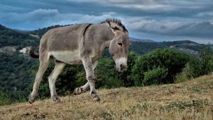 πρόστιμο για δέσιμο σε γαϊδουράκι στο βόλο