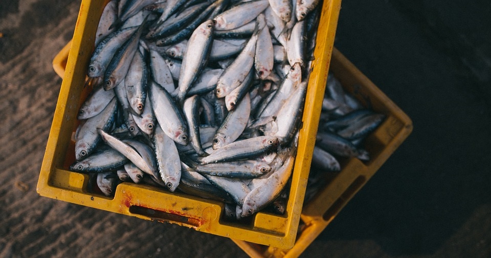 ακατάλληλα ψάρια για κατανάλωση, κατασχέθηκαν σε λαϊκή του πειραιά
