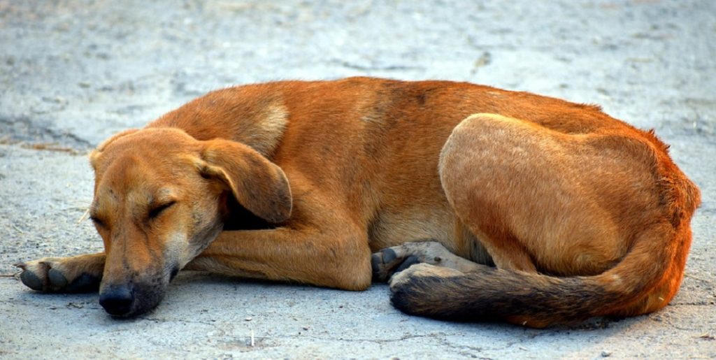 ποτίστρες θα βάλει σε 34 σημεία ο δήμος της αθήνας