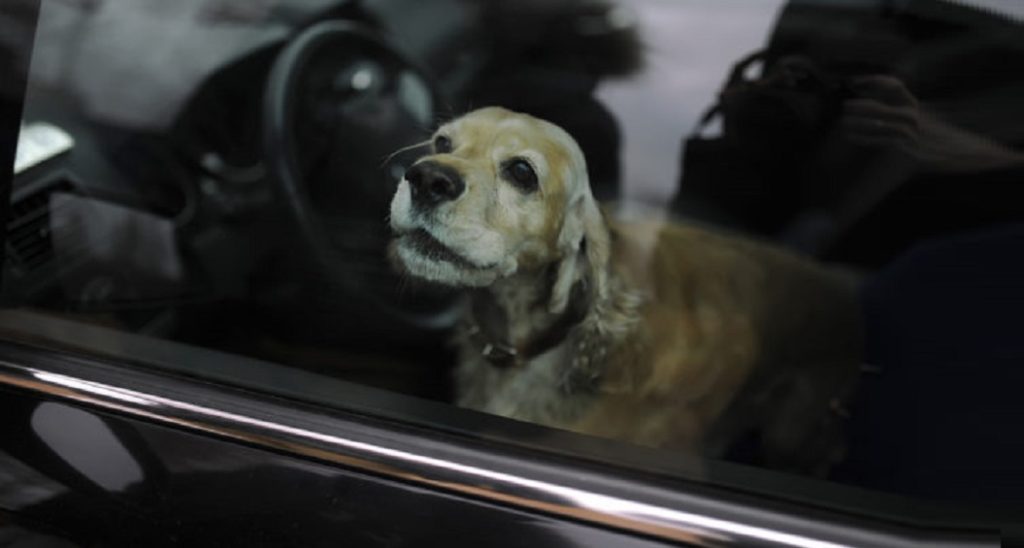 πέθανε σκύλος κλειδωμένος σε αυτοκίνητο, από τη ζέστη