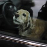 πέθανε σκύλος κλειδωμένος σε αυτοκίνητο, από τη ζέστη